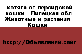 котята от персидской кошки - Липецкая обл. Животные и растения » Кошки   